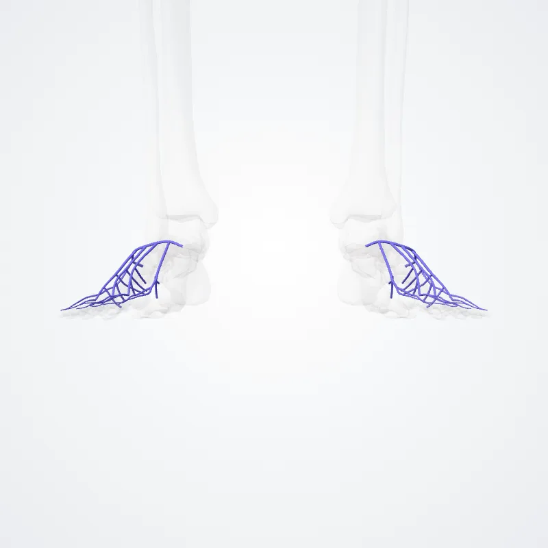 Dorsal venous arch of foot (Arcus venosus dorsalis pedis) highlighted in a 3D model of the human body