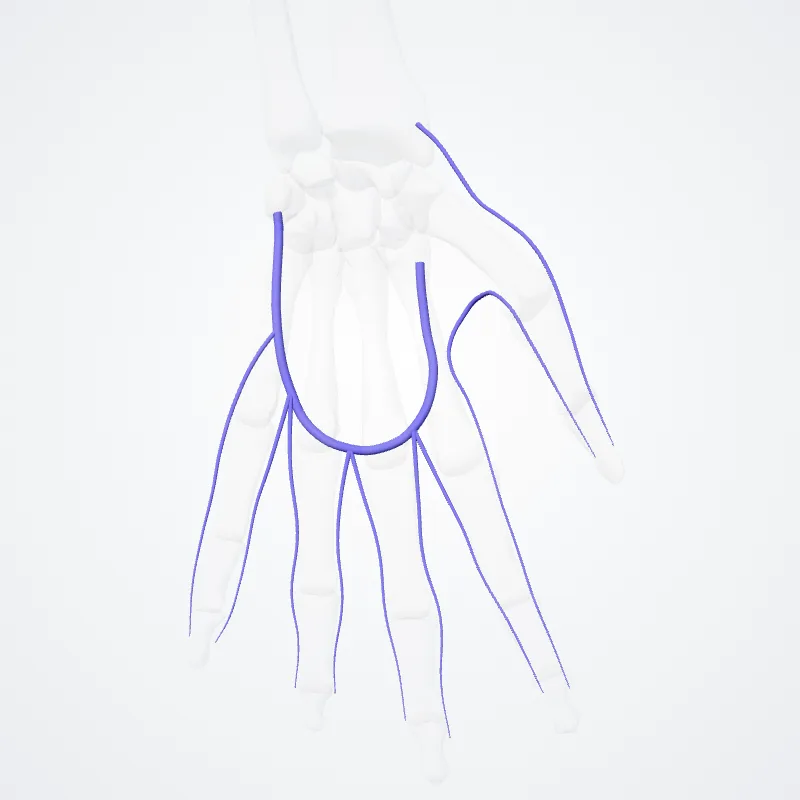 Rete venosum dorsale manus (Dorsal venous network of hand) hervorgehoben in einem 3D-Modell des menschlichen Körpers