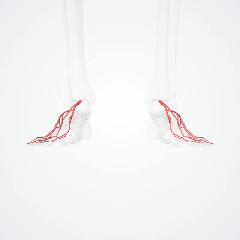 Arteria dorsalis pedis (Dorsalis pedis artery) hervorgehoben in einem 3D-Modell des menschlichen Körpers