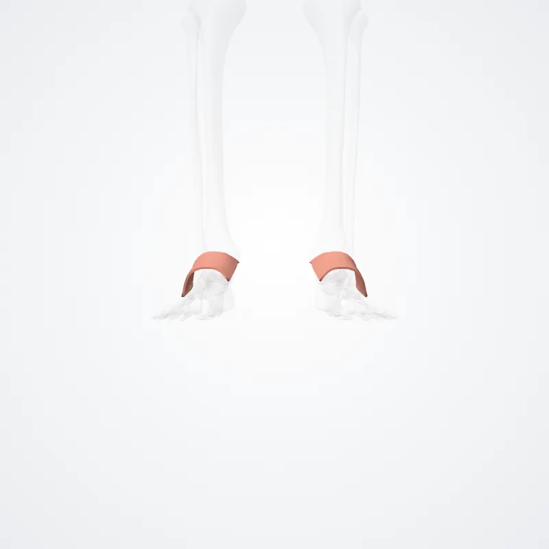 Dorsum pedis (Dorsum of foot) hervorgehoben in einem 3D-Modell des menschlichen Körpers