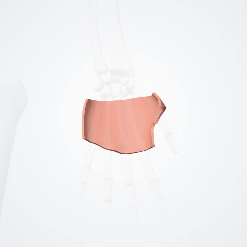 Dorsum manus (Dorsum of hand) hervorgehoben in einem 3D-Modell des menschlichen Körpers