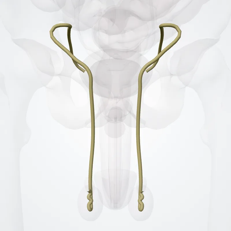Ductus deferens hervorgehoben in einem 3D-Modell des menschlichen Körpers