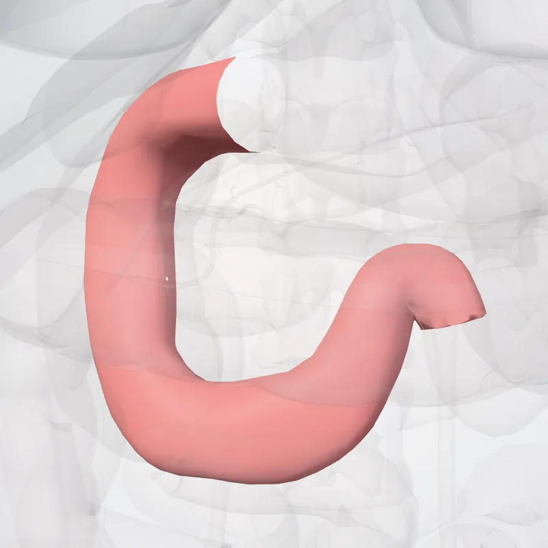Duodenum highlighted in a 3D model of the human body