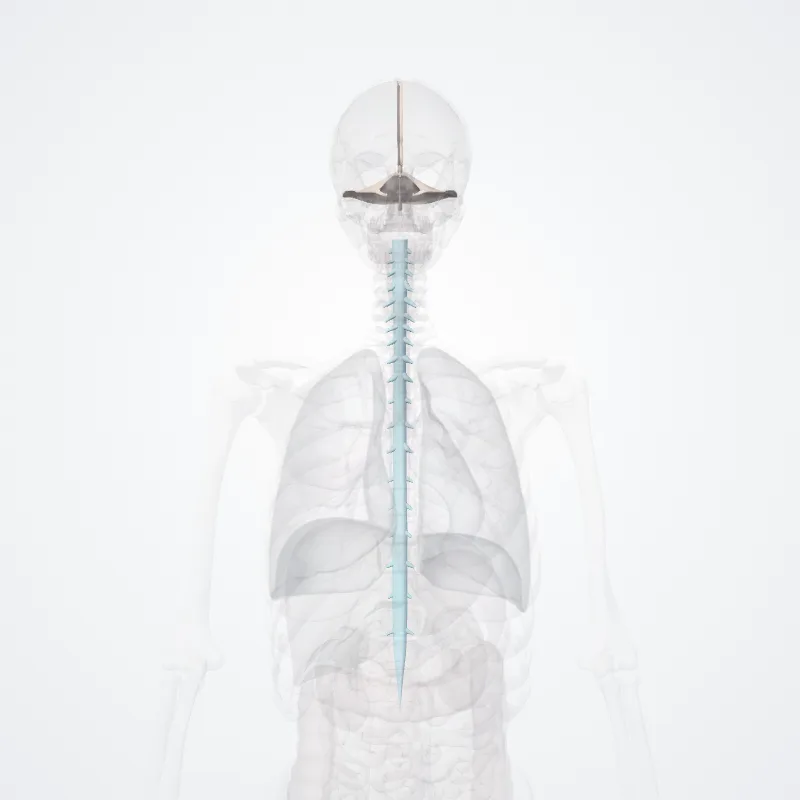 Dura highlighted in a 3D model of the human body