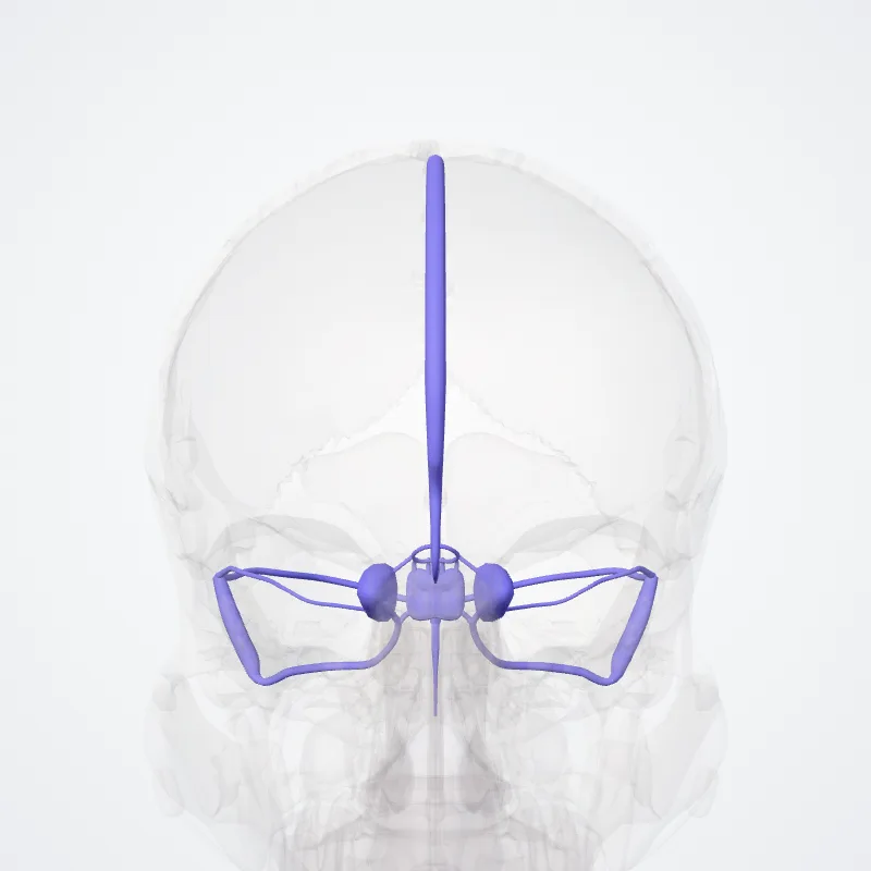 Dural venous sinuses (Sinus durae matris) highlighted in a 3D model of the human body