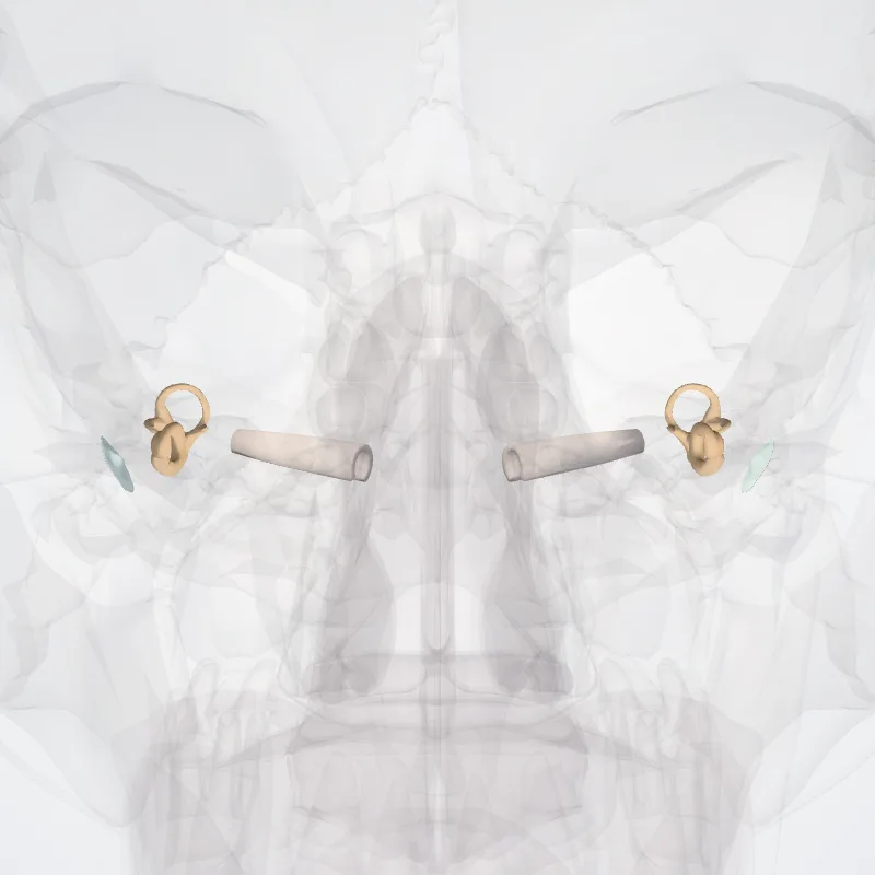 Ear (Auris) highlighted in a 3D model of the human body