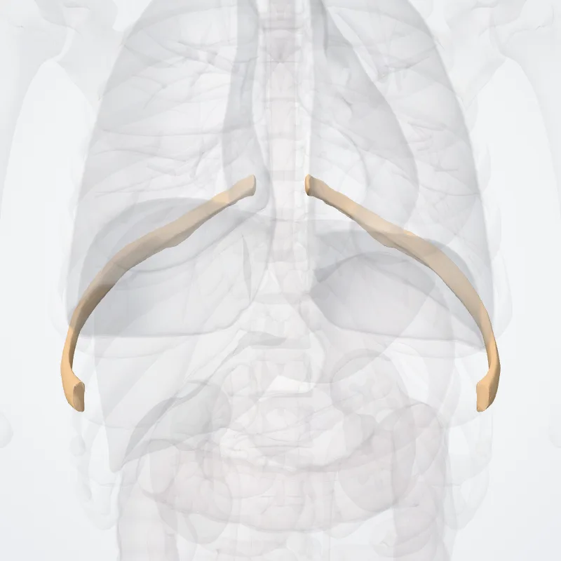 Octava costa (Eighth rib) hervorgehoben in einem 3D-Modell des menschlichen Körpers