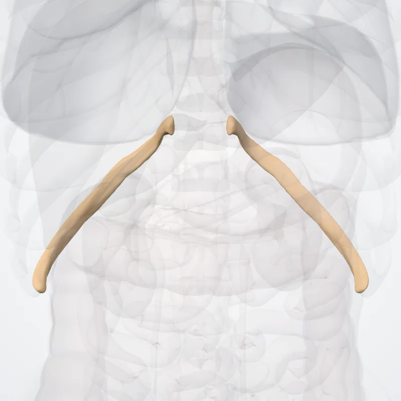 Undecima costa (Eleventh rib) hervorgehoben in einem 3D-Modell des menschlichen Körpers