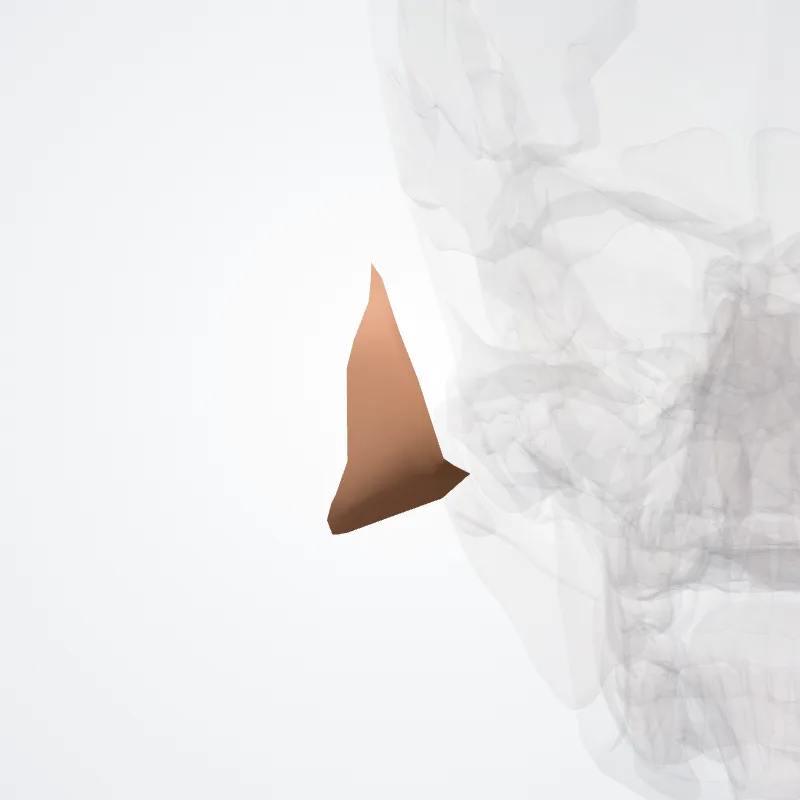 Eminentia conchae hervorgehoben in einem 3D-Modell des menschlichen Körpers