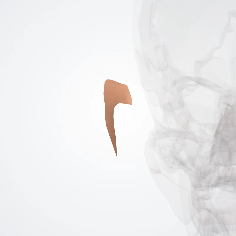 Eminentia scaphae highlighted in a 3D model of the human body