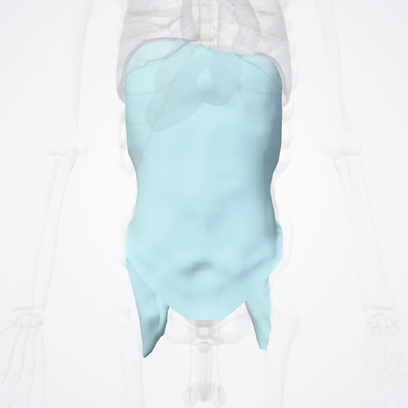 Fascia endoabdominalis (Endo-abdominal fascia) hervorgehoben in einem 3D-Modell des menschlichen Körpers