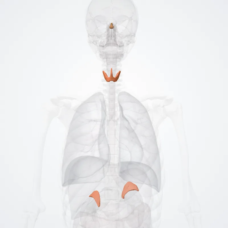 Endocrine glands (Glandulae endocrinae) highlighted in a 3D model of the human body