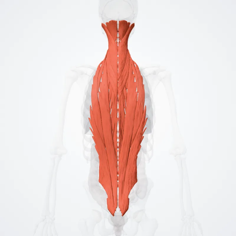 Musculi epaxiales (Epaxial muscles) hervorgehoben in einem 3D-Modell des menschlichen Körpers