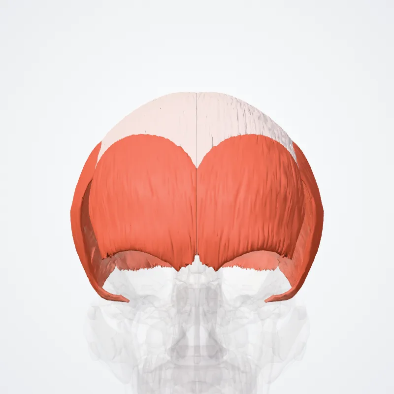 Musculus epicranius (Epicranius muscle) hervorgehoben in einem 3D-Modell des menschlichen Körpers