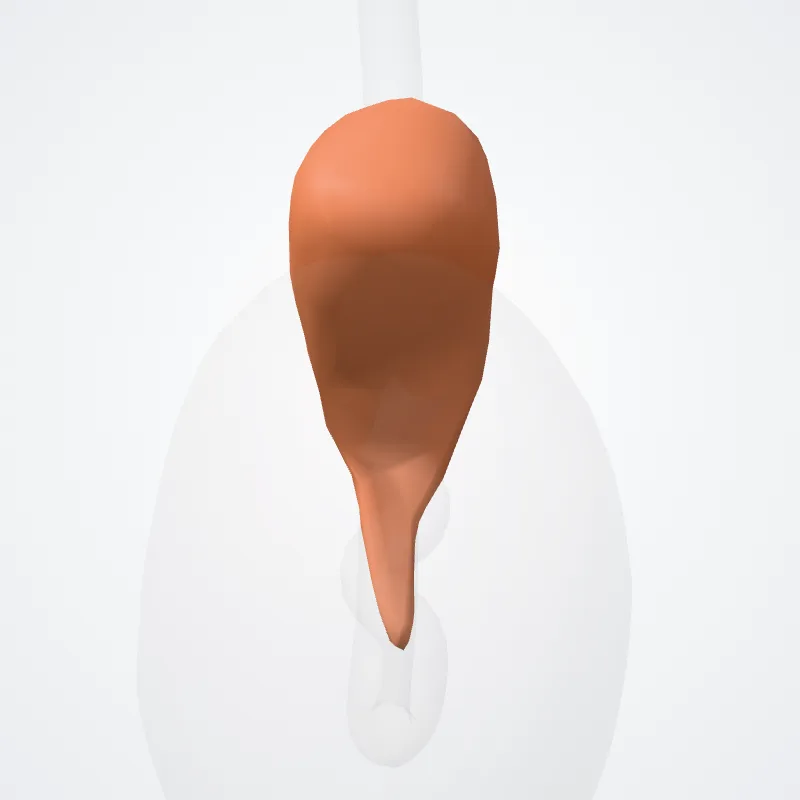 Epididymis hervorgehoben in einem 3D-Modell des menschlichen Körpers