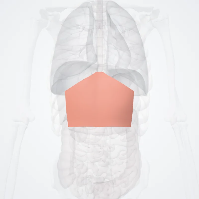 Regio epigastrica (Epigastric region) hervorgehoben in einem 3D-Modell des menschlichen Körpers
