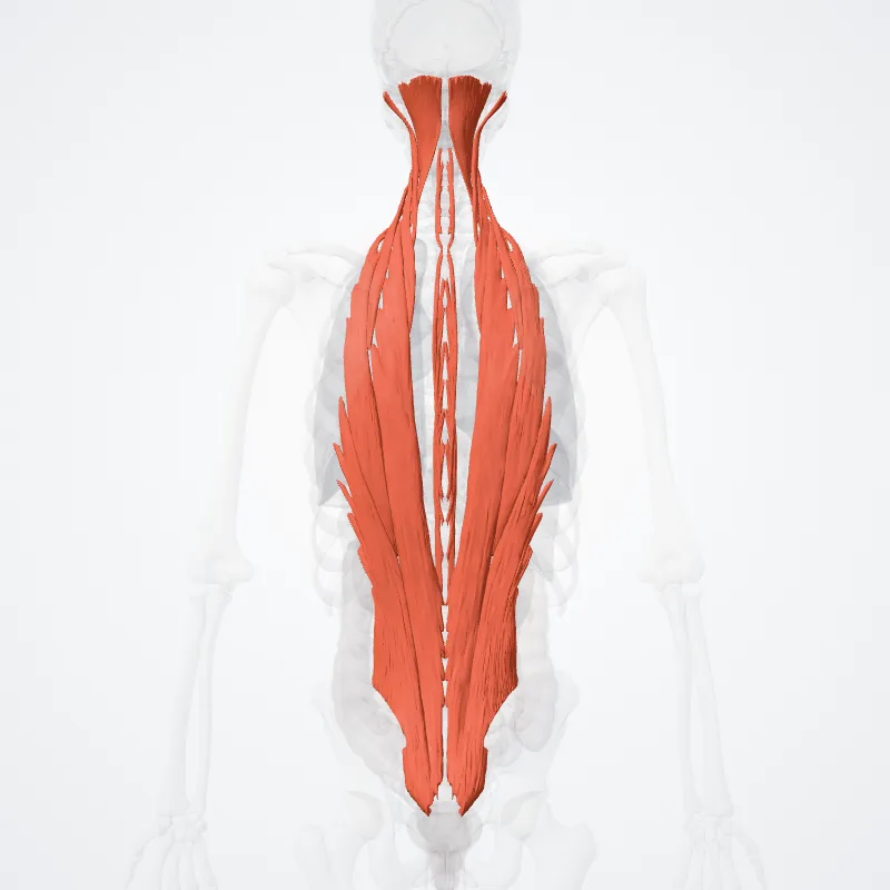 Erector spinae highlighted in a 3D model of the human body