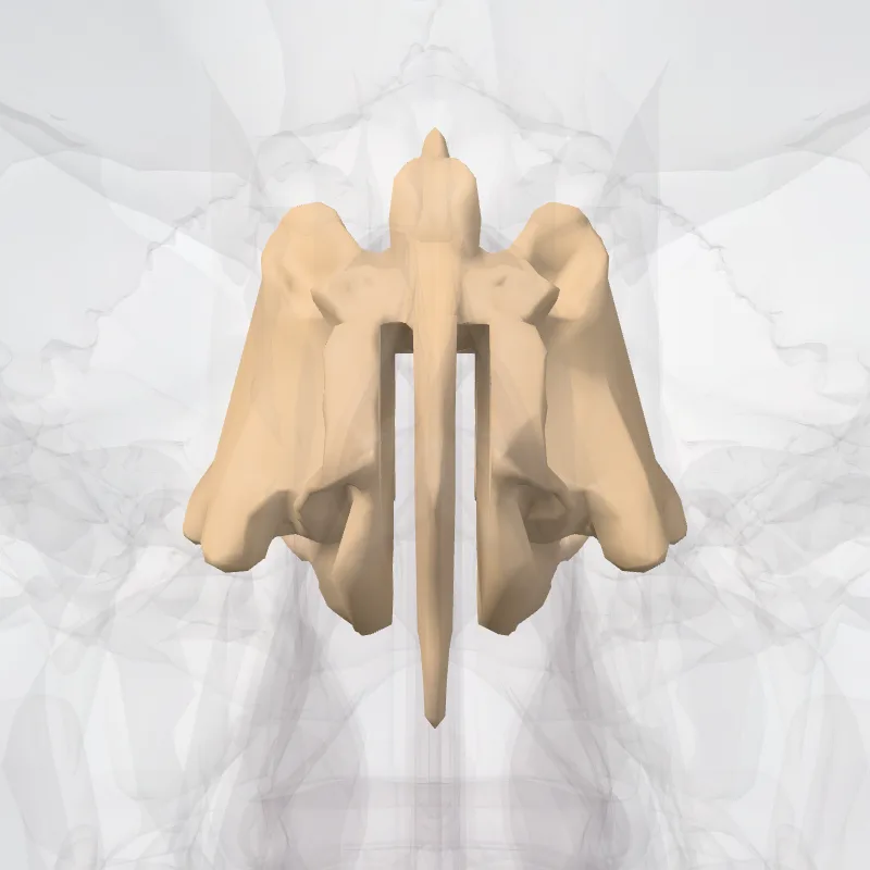 Os ethmoideum (Ethmoid bone) hervorgehoben in einem 3D-Modell des menschlichen Körpers