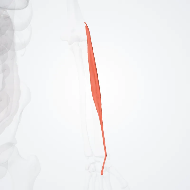 Extensor carpi radialis brevis (Extensor radialis brevis carpi) highlighted in a 3D model of the human body