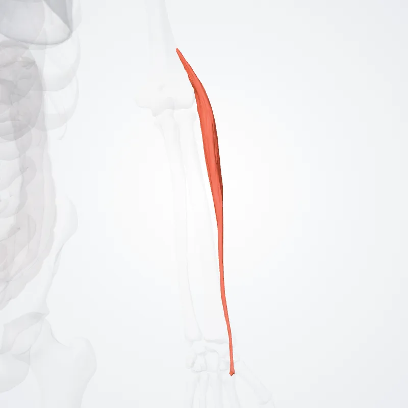 Extensor carpi radialis longus (Extensor radialis longus carpi) highlighted in a 3D model of the human body