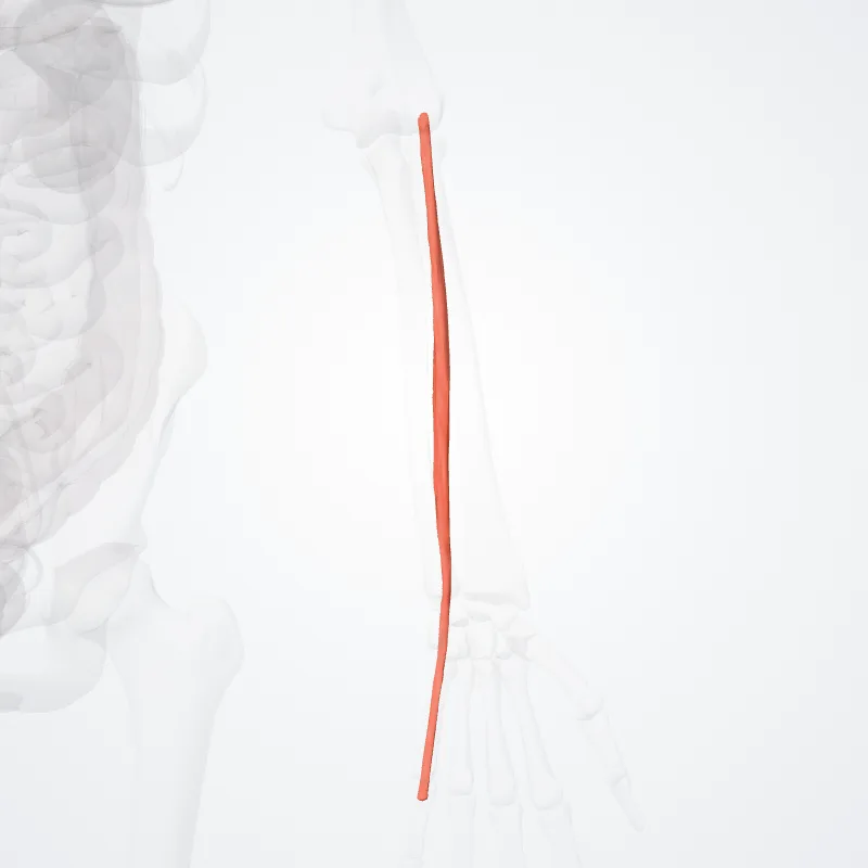 Extensor digiti minimi hervorgehoben in einem 3D-Modell des menschlichen Körpers