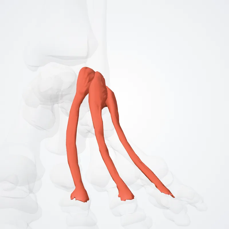 Extensor brevis digitorum (Extensor digitorum brevis) hervorgehoben in einem 3D-Modell des menschlichen Körpers