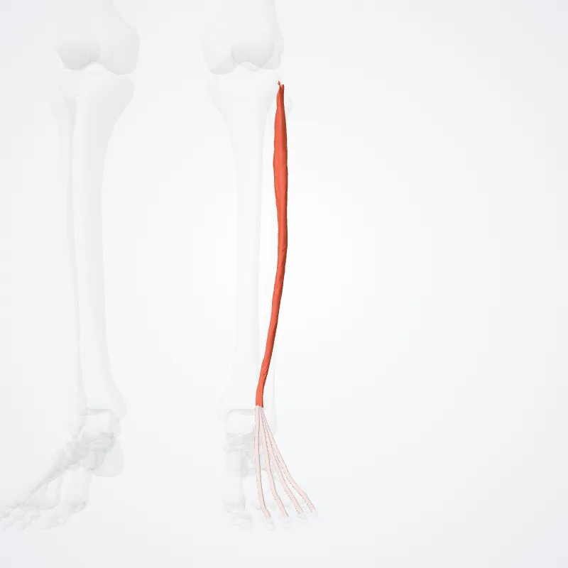 Extensor longus digitorum (Extensor digitorum longus) hervorgehoben in einem 3D-Modell des menschlichen Körpers