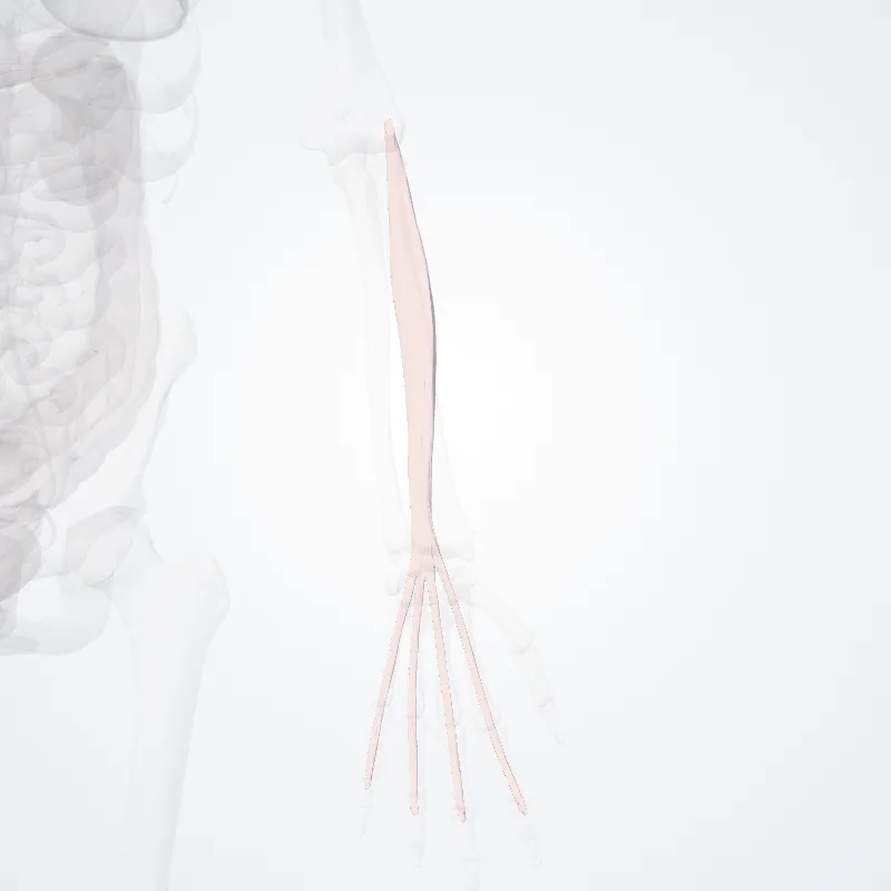 Extensor digitorum hervorgehoben in einem 3D-Modell des menschlichen Körpers