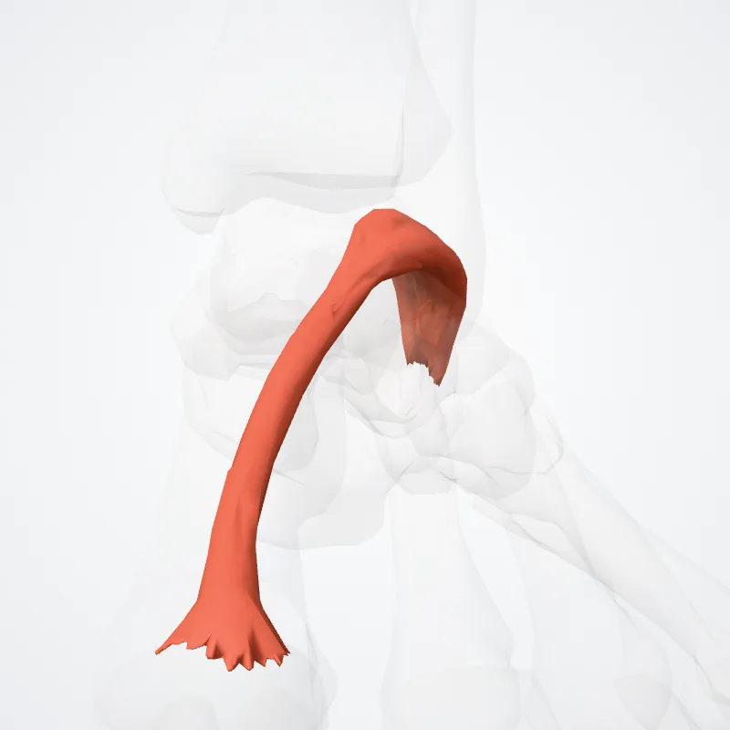 Extensor brevis hallucis (Extensor hallucis brevis) hervorgehoben in einem 3D-Modell des menschlichen Körpers
