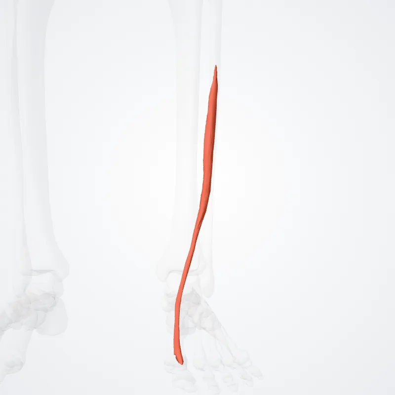 Extensor longus hallucis (Extensor hallucis longus) hervorgehoben in einem 3D-Modell des menschlichen Körpers