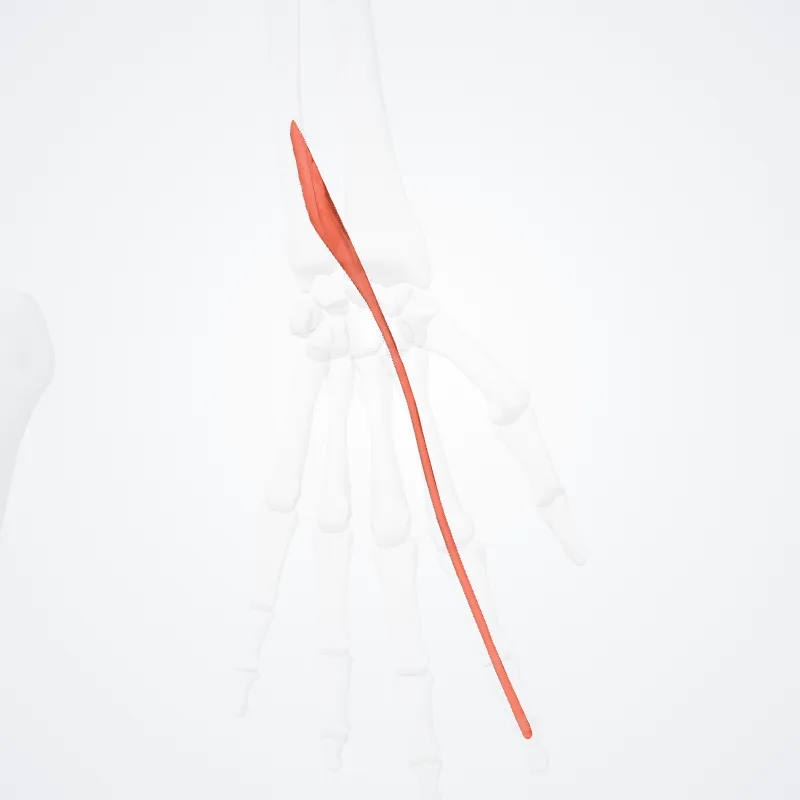 Extensor indicis hervorgehoben in einem 3D-Modell des menschlichen Körpers