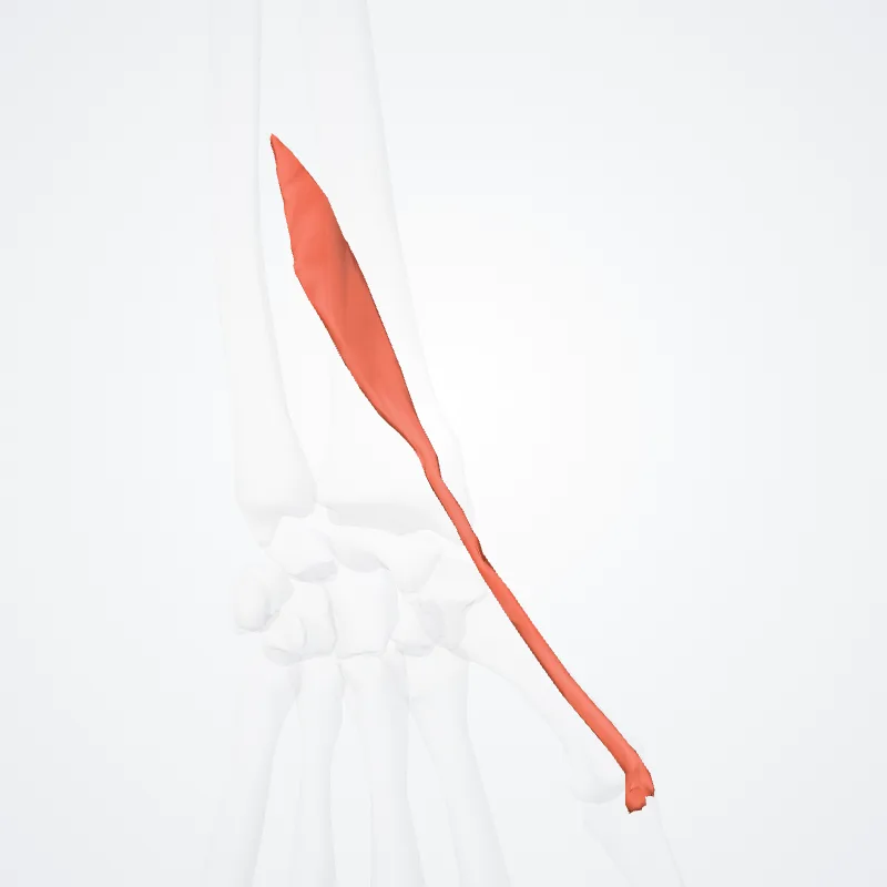 Extensor brevis pollicis (Extensor pollicis brevis) hervorgehoben in einem 3D-Modell des menschlichen Körpers