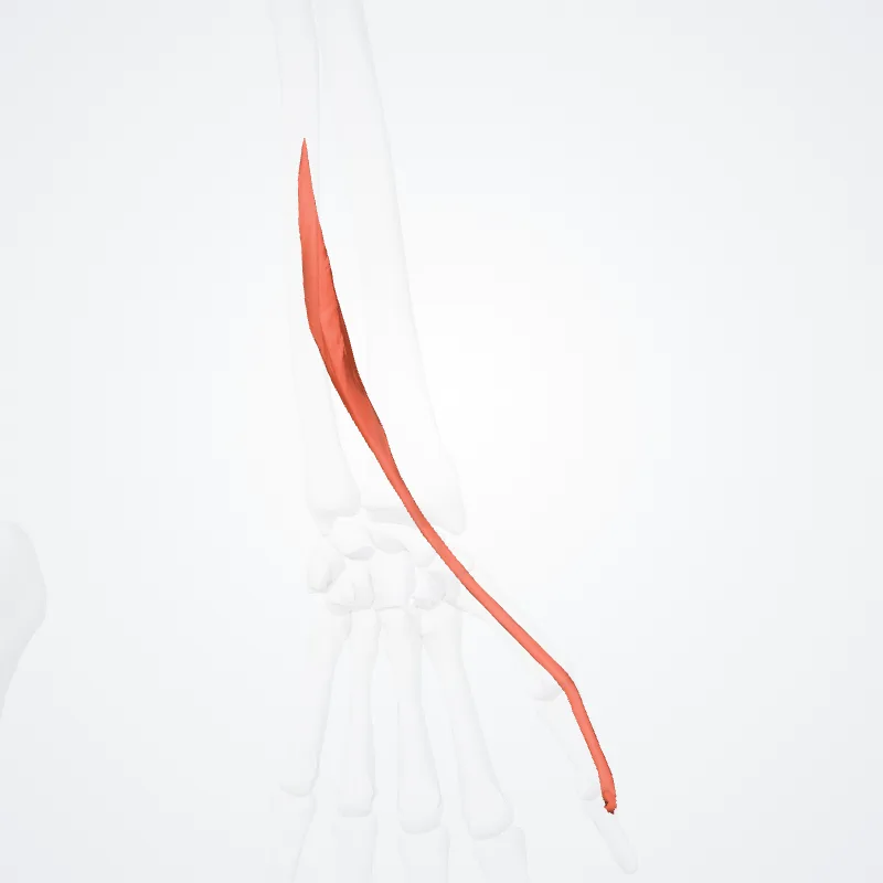 Extensor pollicis longus (Extensor longus pollicis) highlighted in a 3D model of the human body