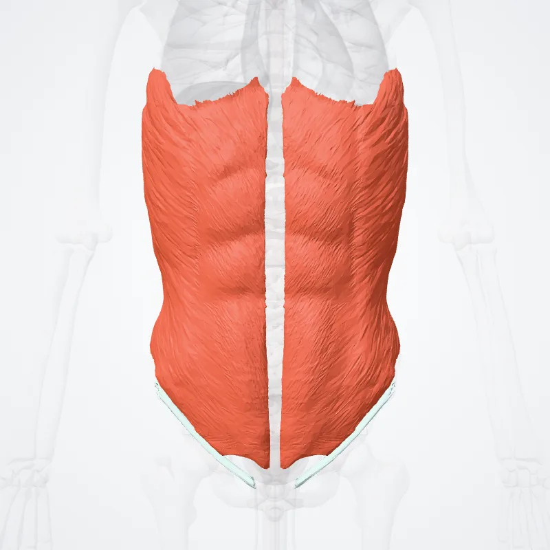 Musculus obliquus externus abdominis (External abdominal oblique muscle) hervorgehoben in einem 3D-Modell des menschlichen Körpers