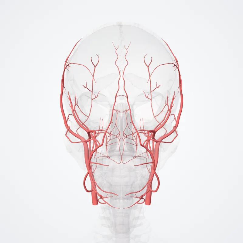 Carotis externa (External carotid artery) hervorgehoben in einem 3D-Modell des menschlichen Körpers