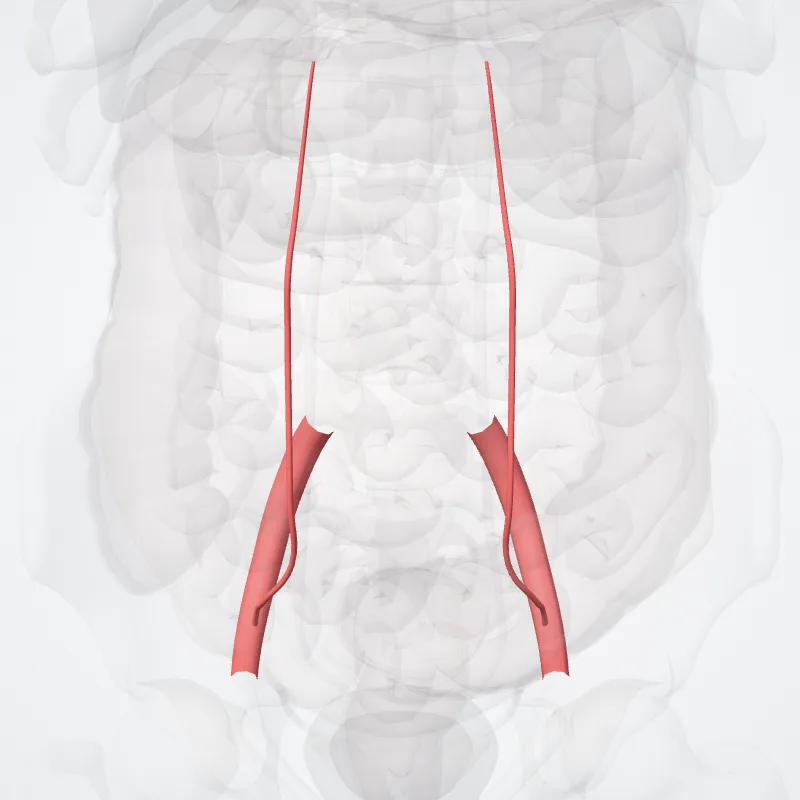 Arteria iliaca externa (External iliac artery) hervorgehoben in einem 3D-Modell des menschlichen Körpers