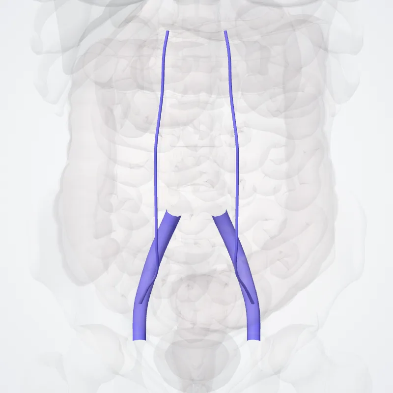 Vena iliaca externa (External iliac vein) hervorgehoben in einem 3D-Modell des menschlichen Körpers