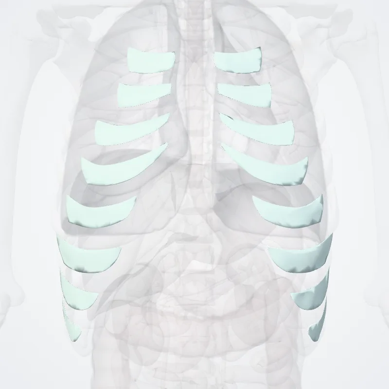 External intercostal membrane (Membrana intercostalis externa) highlighted in a 3D model of the human body