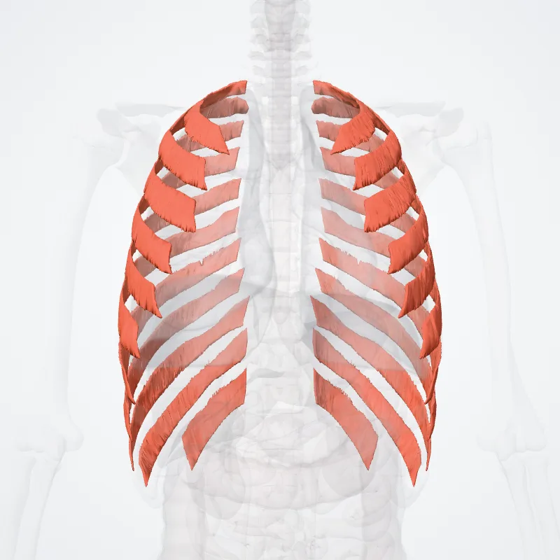 External intercostal muscles (Musculi intercostales externi) highlighted in a 3D model of the human body