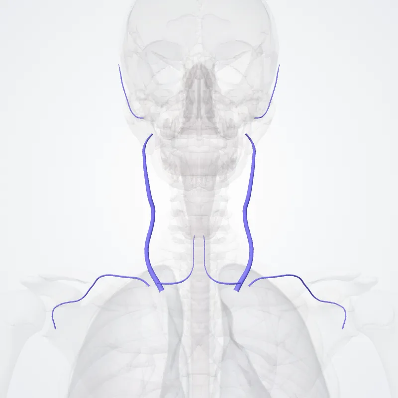 Vena iugularis externa (External jugular vein) hervorgehoben in einem 3D-Modell des menschlichen Körpers