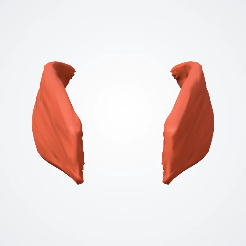 Pars externa musculi thyreoarytenoidei (External part of thyro-arytenoid muscle) hervorgehoben in einem 3D-Modell des menschlichen Körpers