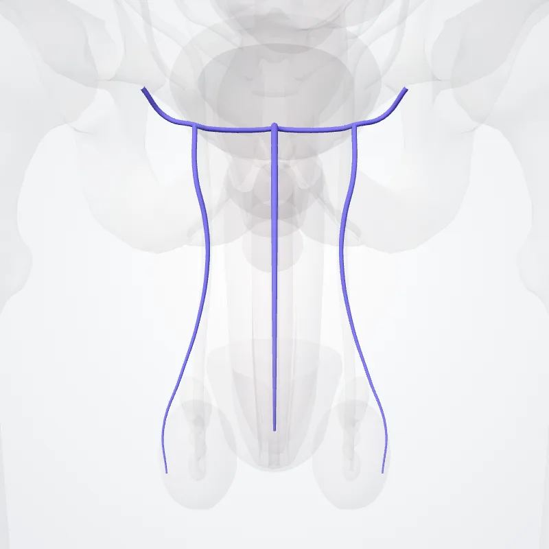 External pudendal veins (Venae pudendales extemae) highlighted in a 3D model of the human body