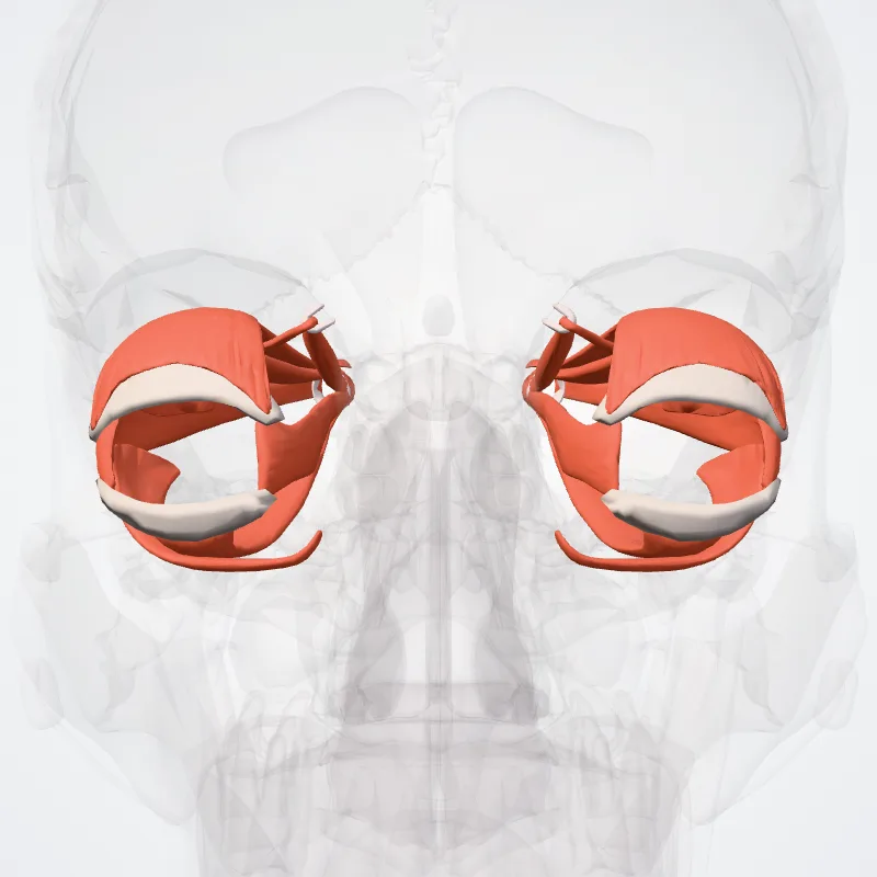 Extra-ocular muscles (Musculi externi bulbi oculi) highlighted in a 3D model of the human body