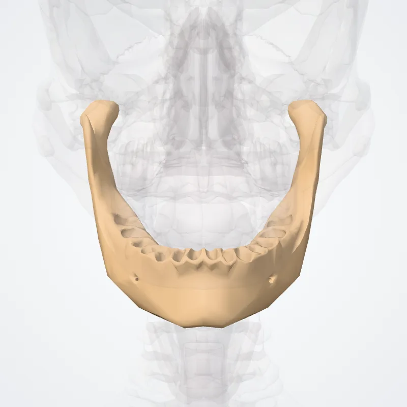Extracranial bones of head (Ossa extracranialia capitis) highlighted in a 3D model of the human body