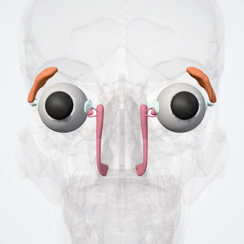 Oculus (Eye) hervorgehoben in einem 3D-Modell des menschlichen Körpers