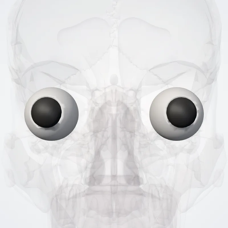 Bulbus oculi (Eyeball) hervorgehoben in einem 3D-Modell des menschlichen Körpers