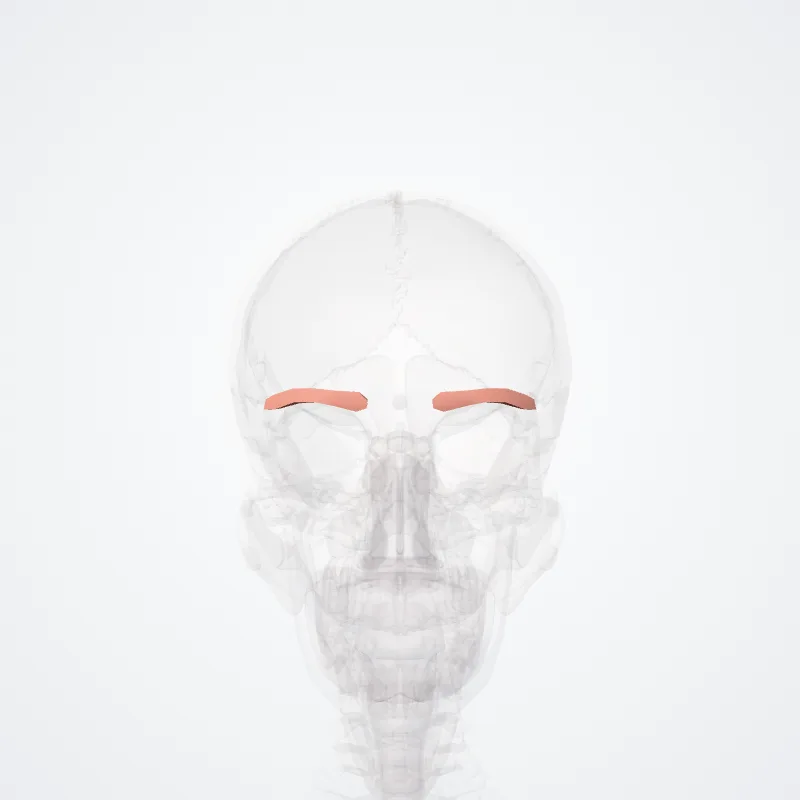 Supercilium (Eyebrow) hervorgehoben in einem 3D-Modell des menschlichen Körpers