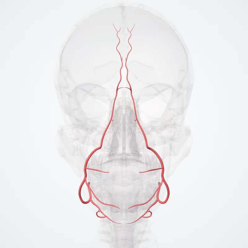 Arteria facialis (Facial artery) hervorgehoben in einem 3D-Modell des menschlichen Körpers