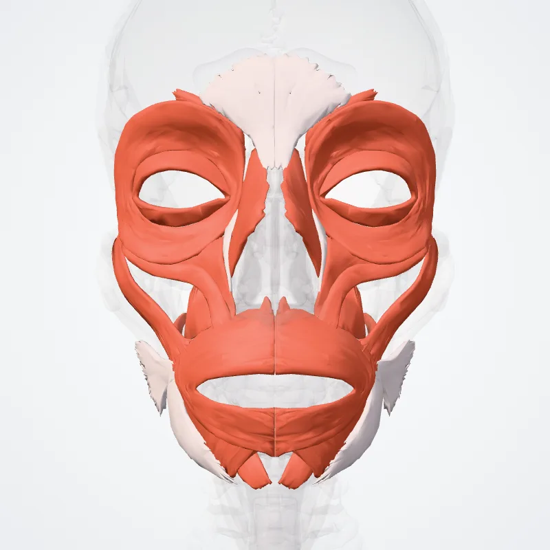 Musculi faciales (Facial muscles) hervorgehoben in einem 3D-Modell des menschlichen Körpers