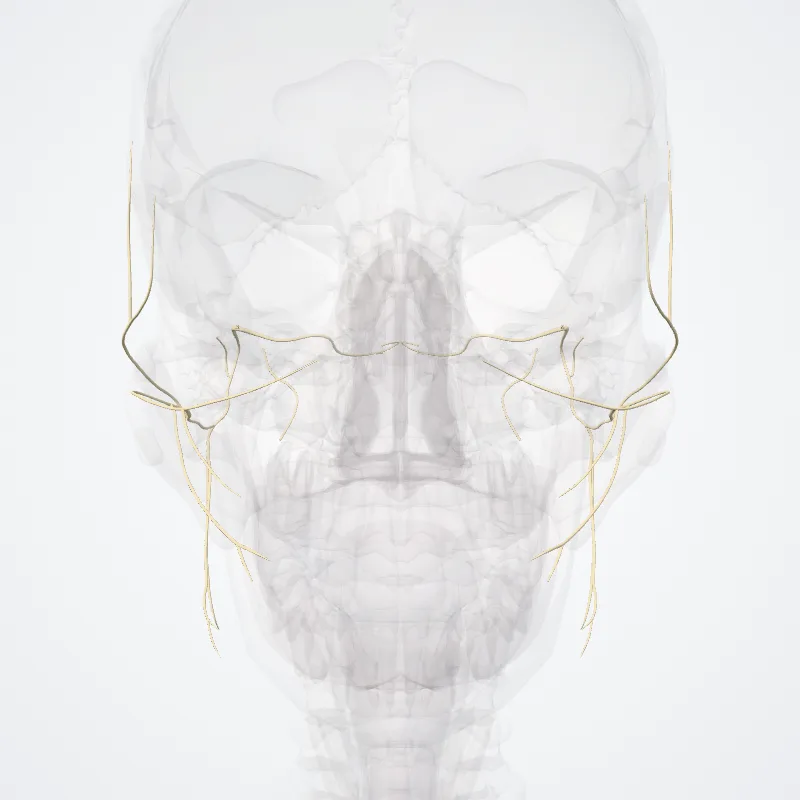 Nervus facialis (VII) (Facial nerve (VII)) hervorgehoben in einem 3D-Modell des menschlichen Körpers